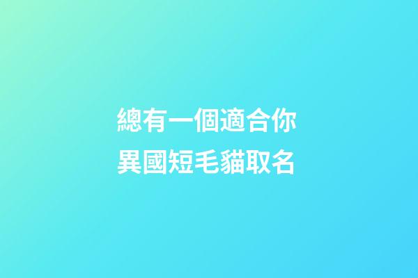 總有一個適合你 異國短毛貓取名